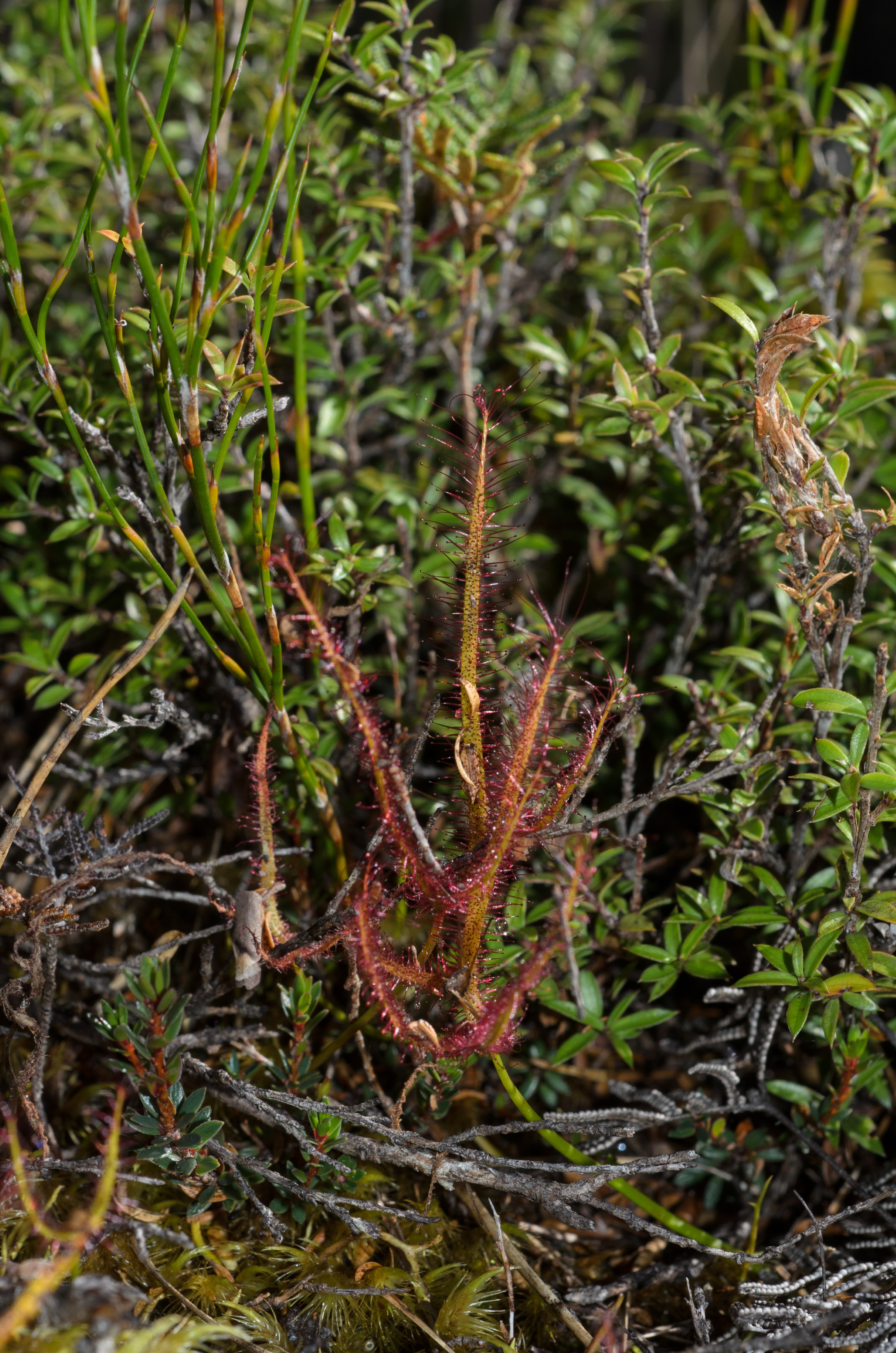 DSC_2221 – Adventure, Crispin, Drosera sp, Freshwater, Freshwater Hut, Hut, Island, March 2017, Mason, Mason Bay, National Park, New, New Zealand, Rakiura, South, Stewart, Sundew, Zealand